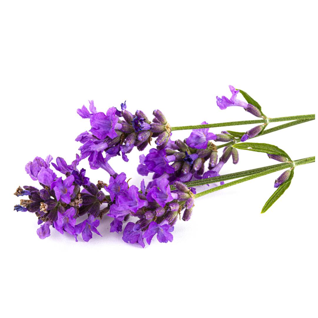 Lavender Powder