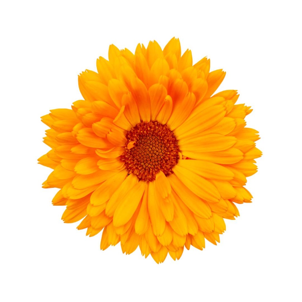 Organic Calendula Extract