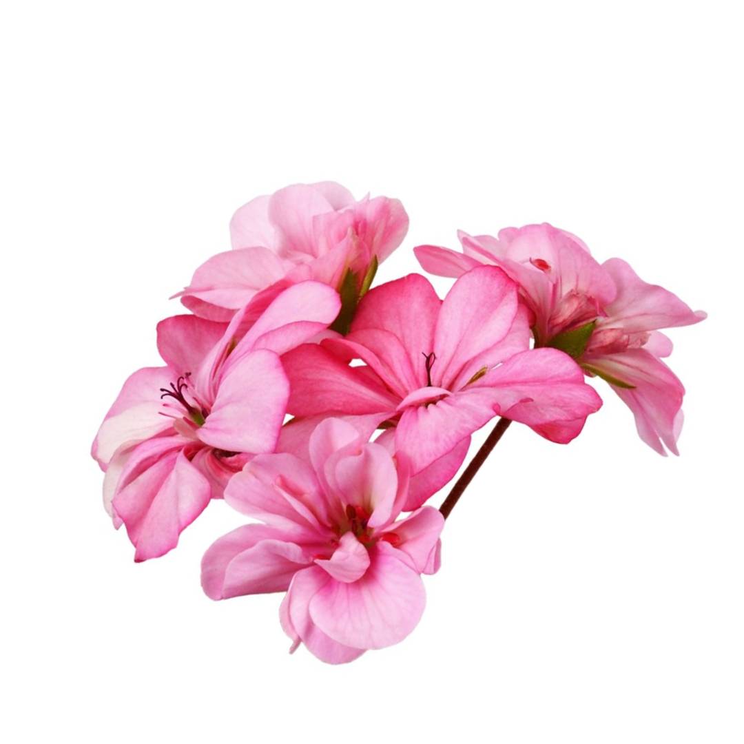 Pure geranium oil