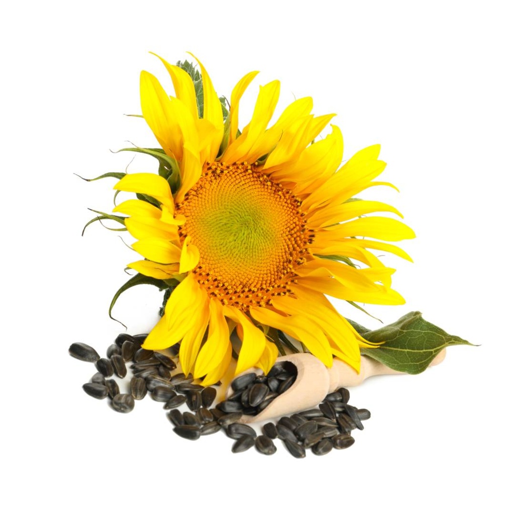Sunflower oil