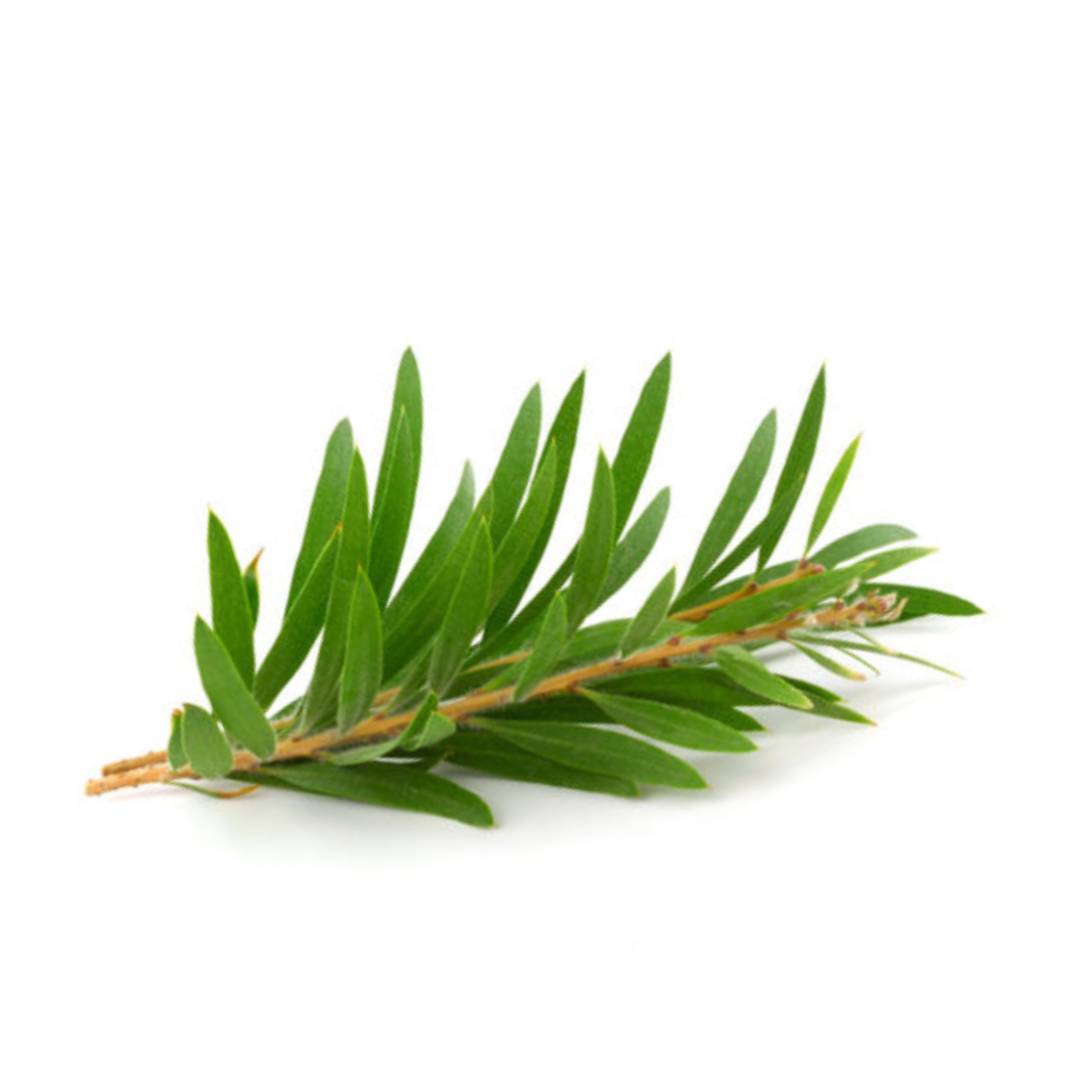 Tea Tree Hydrosol