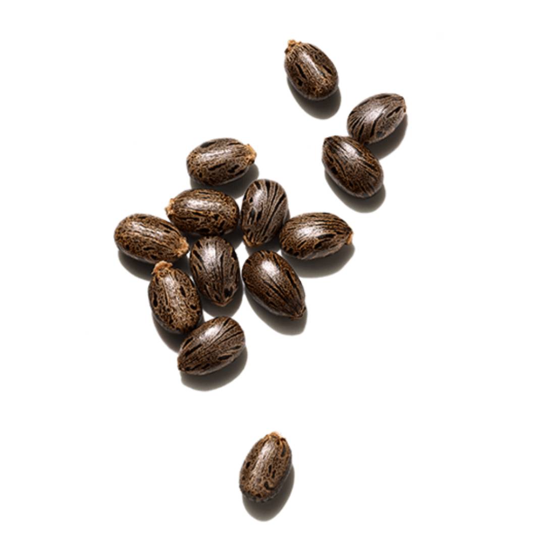 castor oil