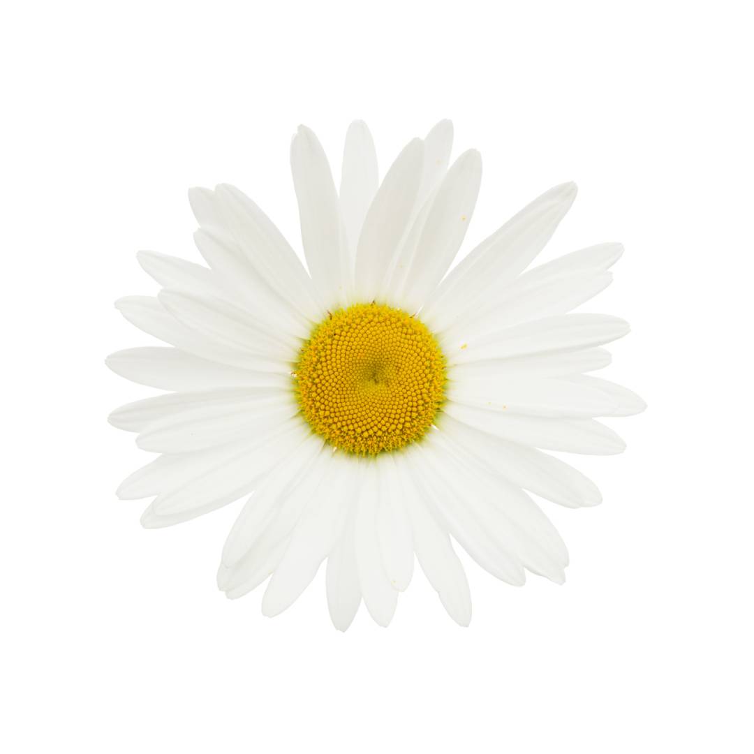 Chamomile Water