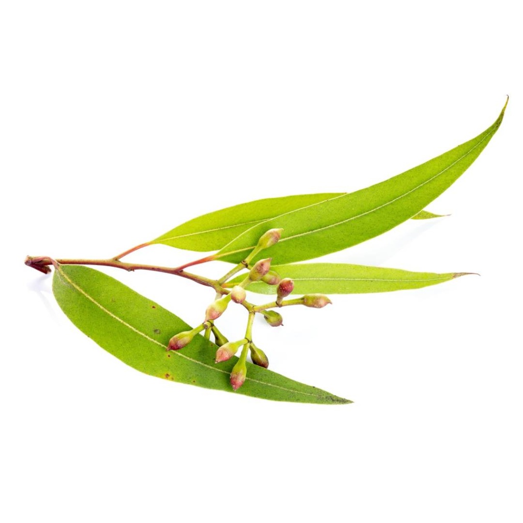 Eucalyptus Essential Oil